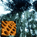 Physics of Biomaterials